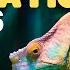 Animal Adaptations For Kids Learn About Physical Life Cycle And Behavioral Adaptations Of Animals