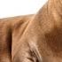 SEA LION Animals For Kids All Things Animal TV