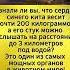 СЕРДЦЕ КИТА размером с машину