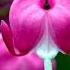 Different Types Of Flowers Dj Remix Song Flowers