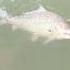 Biggest Katla Fishing