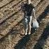 Все мы тут такие деревня фермер Farming село мем тракторист сельскоехозяйство