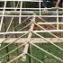 Alone For 15 Days Brave Single Mother Builds Her Dream Bamboo House With Her Own Hands