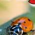 Amazing Ladybug Facts For Kids Kids Nature Show