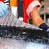 Japanese Street Food BLUEFIN TUNA CUTTING SHOW SUSHI SASHIMI MEAL