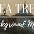 Tea Tree Acoustic Solo Guitar Sentimental Sad Background Music