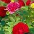 Beautiful Flowers Nature Music Song Entertainment Reactionvideo Flowers Greenscreen Viral