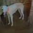 Gujjar Pets Dog Beautiful Nasli Wahpakistan Beautiful Famoustiktokers Raquired Subscribe