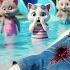 Kitten S Accident At The Water Park While Swing Cats Cutecat Catlover