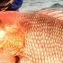 Jake Lazaro S Windy Fishing Adventure Catching False Albacore And Red Snappers