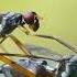 Ngintip Semut Lagi Ena Ena Ant Mating Process