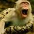 Python Attacks Monkey Short Animals Monkey Wildlife