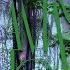 Forest Dark Psy Trance The Underground Never Dies Suburbia Mix