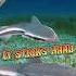 Remora The Ocean S Freeloader Animalenigmas