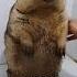 Самый добрый сурок Credits Marmot Qh On TT
