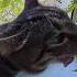 1 мая 2023 Cat кошкамия цветет черемуха