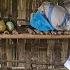 Single Mother Cleans Vegetable Garden And Builds New Chicken Coop Ly Vy Ca