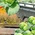 Use 3 Wheeled Vehicle Harvesting Cabbage Goes To The Market Sell Farm Life Tiểu Vân Daily Life