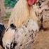 Video Of The Chicken Sound Village Rooster Cow