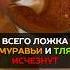 Всего одна ложка и вы избавитесь от муравьёв и тли навсегда вредители муравьи огород сад дача