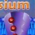Sodium Potassium Pump Animation