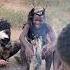 The Last Bush Hunters Of East Africa The Hadzabe Bushmen From The Northern Tanzania