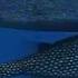 Underwater Mating Battle Of The Sexes In The Animal World BBC Earth