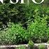 Transforming A Tough Garden Spot Low Maintenance Shrubs For Wet Dry Areas