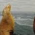 Facts The Steller Sea Lion