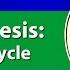 The Calvin Cycle