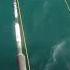 The Attack Of Yellow Fin Tuna Fishing Yft Tuna Fish Beautiful Attitude Shorts