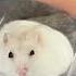 This Squishy Taba Hamster Feels Really Soft Cute Kawaiiaesthetic Squishy Decompression