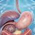 Human Digestive System Animation Full Process From Eating To Stool