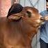 Creatures Of Allah Motivation Sacrifice