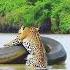 Sucuri Gigante Em LUTA ÉPICA Com Onça Pintada Viral Youtubeshorts Viralshorts Shorts Amazonia
