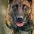 The Power Of Belgian Malinois An Amazing Athlete