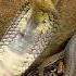 Listen To The Sound Of A Snouted Cobra Hissing Puffing Snake Venomous Wildlife