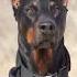Doberman Glow Up Dog Doberman Dogs