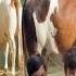 Ghar Ka Asali Nasli Shok Do Dant Khasi Bakre Cow Bull Qurbani 23 May 2025