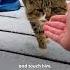 Hissing Feral Cat Transforms Into A Total Love Bug The Dodo