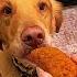 My Dog Is An Attitude Rebel Funny Dog Pets Funnypets