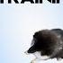 Creating A Well Trained Dog With Games Alone With Susan Garrett