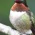 Blink And He S Gone Watch A Rare Hummingbird Pit Stop