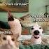 CAT MEMES When Grandma Saves Me Catmemes Relatable Relationship