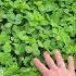 Using Waste Fertilizer To Feed Clover