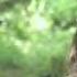 Aydan Kaya Chris De Burgh Footsteps Video HD