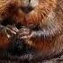 Beaver Sounds