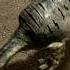 Stegosaurus Vs Allosaurus Face Off Walking With Dinosaurs 1999 BBC Earth