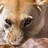LIONS Vs HYENAS Nature S Fiercest Rivalry In Action Animal Documentary