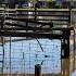 Record Flooding In NSW Mid North Coast Leaves Farmers On The Brink
